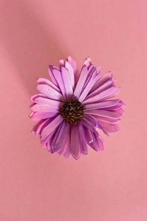 Violet daisy flowers in a pink background