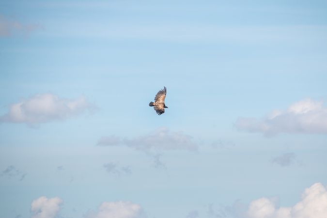 Hawk flying in sky