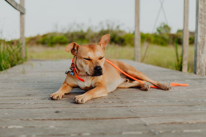 Relaxed brown dog lying on terrace