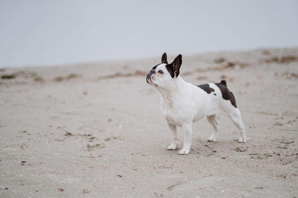 Dog standing on beach near sea