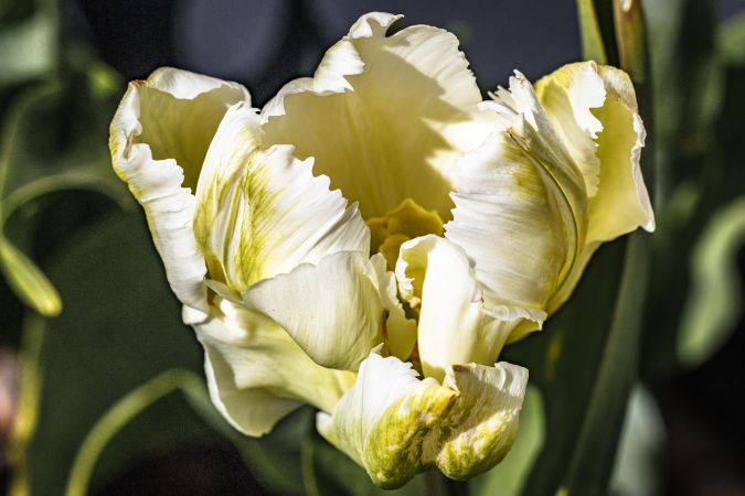 Light colored tulip growing wild
