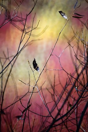 Blurred trees in forest