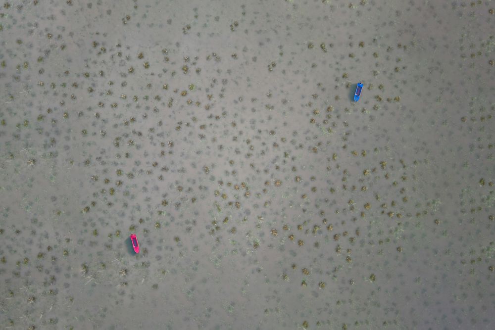 Aerial view of two boats, pink and blue seen in grey water