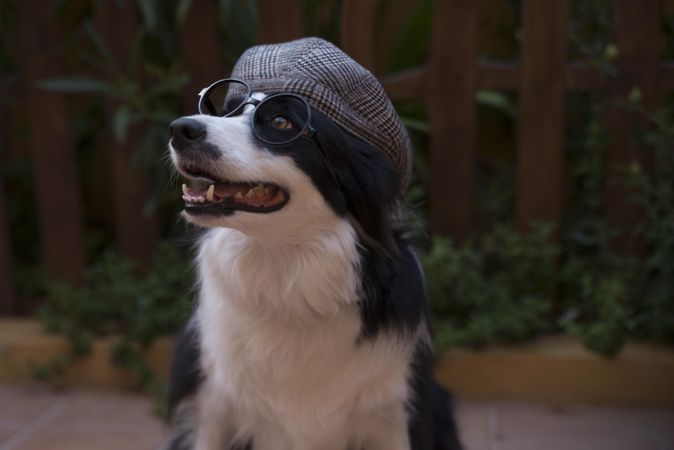 Border collie wearing dark framed eyeglasses