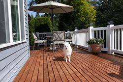 Family dog walking on outdoor home deck