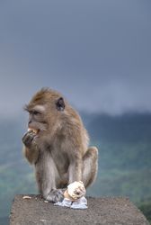 Macaque monkey eating ice cream cone, vertical