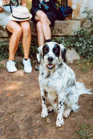 Fluffy spotted dog on ground looking at camera