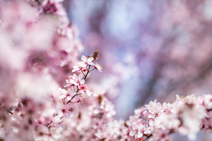 Cherry blossom tree branch with many pink flowers