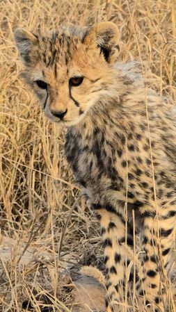 Cheetah Cub Sitting in Dry Grass in Kenya