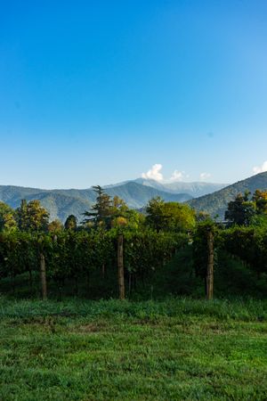 The vineyard in Lopota with mountain in background