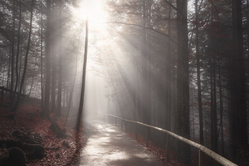 Sun rays over forest road