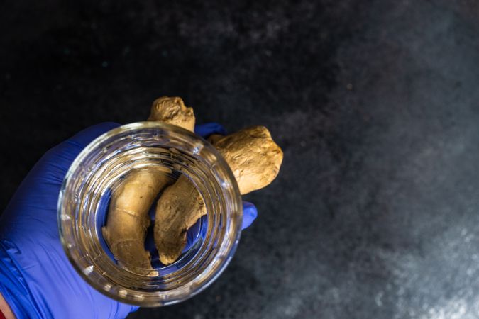 Top view of hands wearing purple latex gloves holding ginger root and glass of water