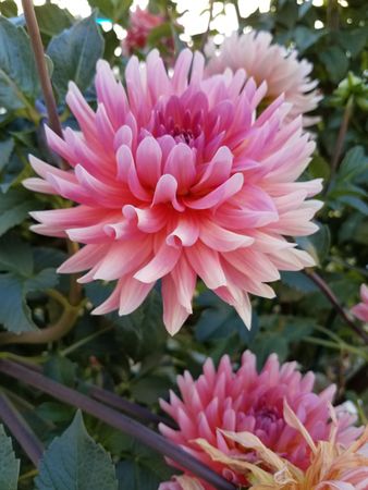 Pink dahlia with light tips