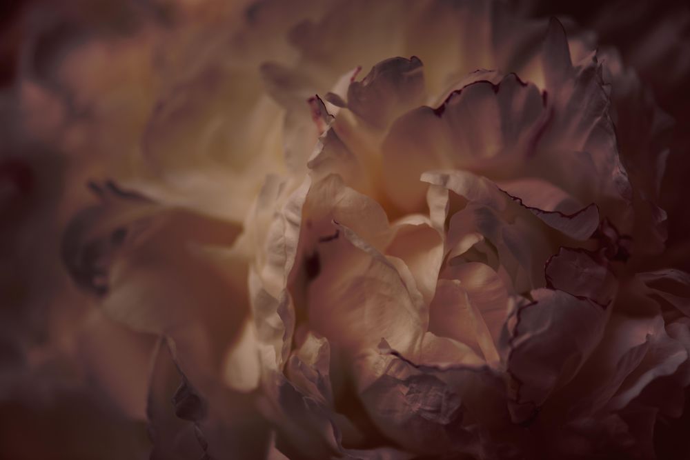 Close up of light pink flower petals