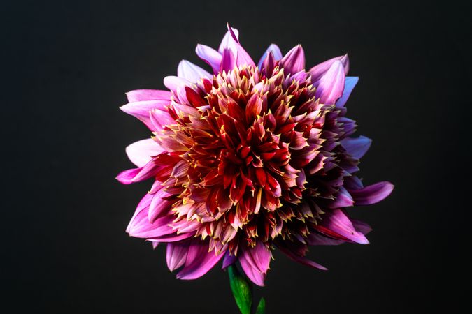 Light pink dahlia with yellow tips
