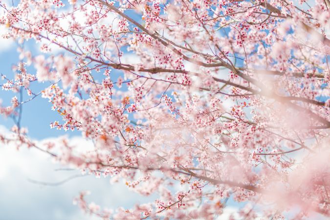 Pink cherry blossom tree against a blue sky with clouds