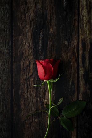 red roses with dark background