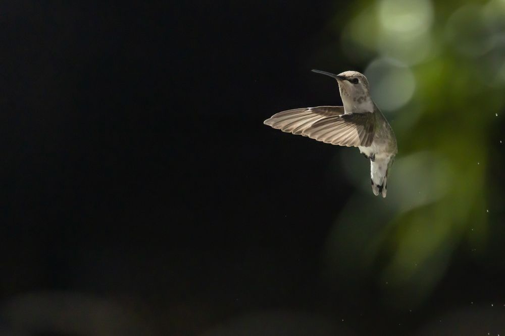 Hummingbird in Flight
