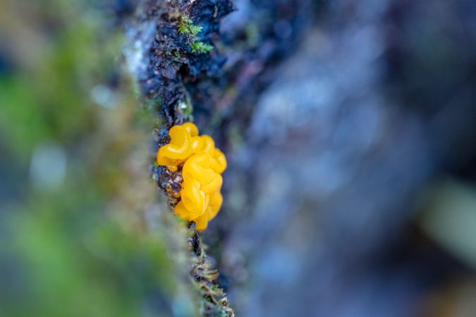 Close up of yellow moss