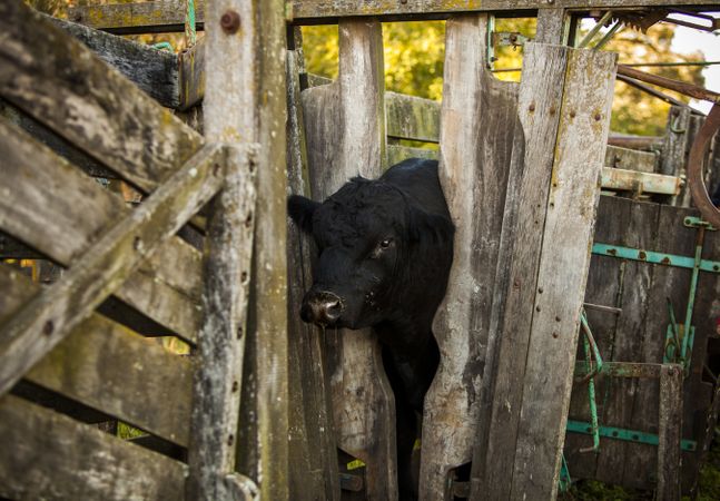 calf in corral on farm