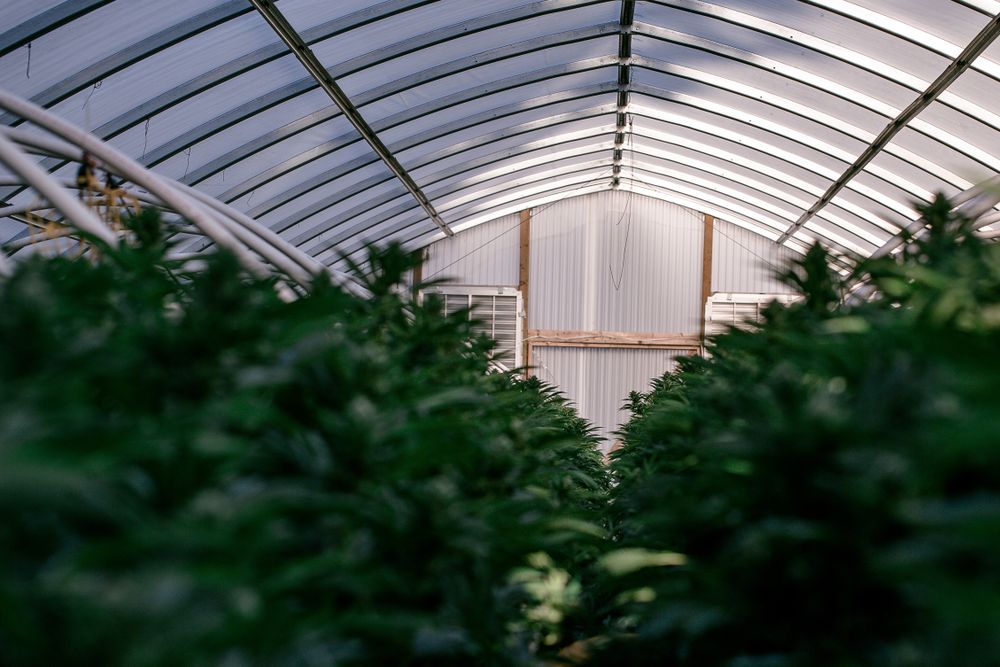 Marijuana grow op