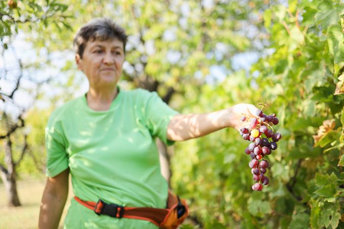 White Older Woman Working Among Vines in a Village Vineyard