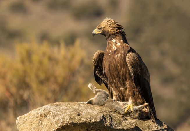 Furious wild eagle with a rabbit