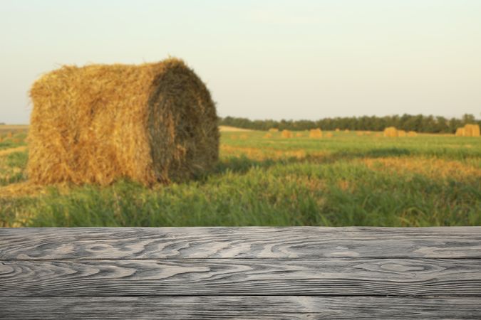 Straw bales of hay in the stubble field, space for text