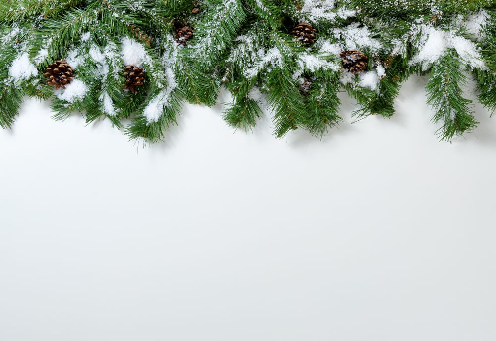 Christmas snowy tree branches and pine cones