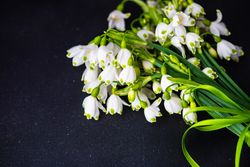 Spring theme card concept with snowdrop flowers on dark background with copy space