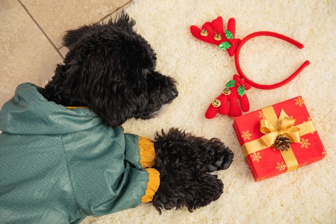 Concept of Merry Christmas, funny Christmas dog