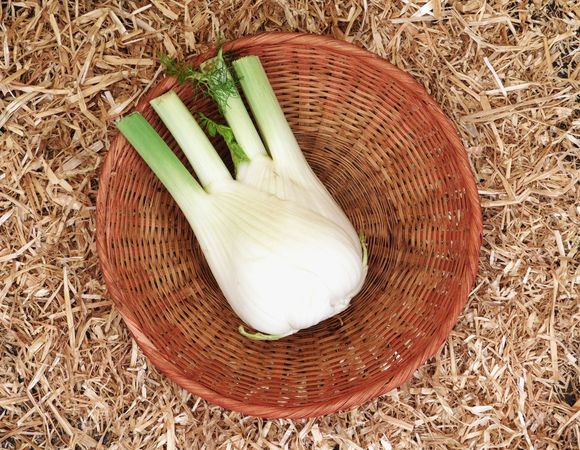 fennel vegetable