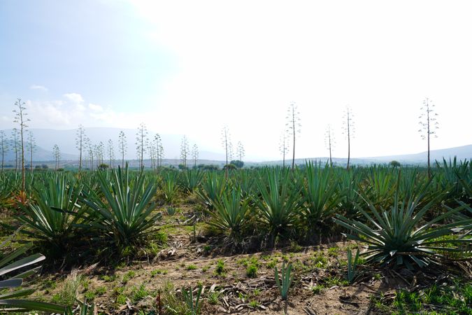 Field of blooming agave