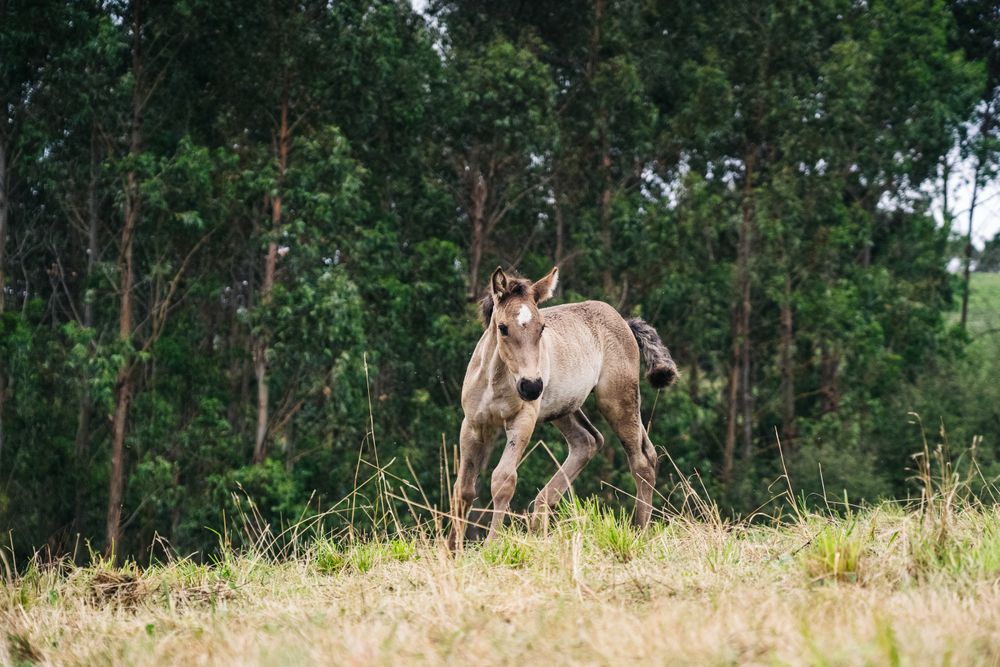 horse with foal grazing on lawn