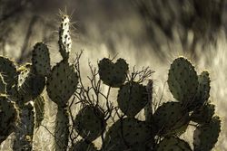 Prickly Pear cactus in the shape of a heart in Tucson, Arizona