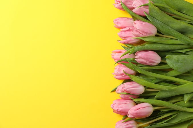 Pink tulips on yellow background, top view and space for text