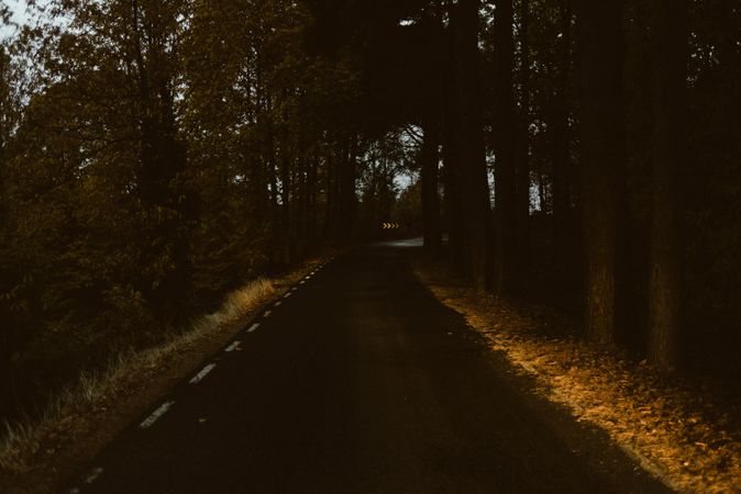 Narrow asphalt road in forest