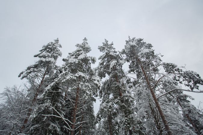 Winter forest landscape with snow