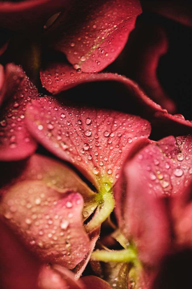 Blossom red flower growing in garden