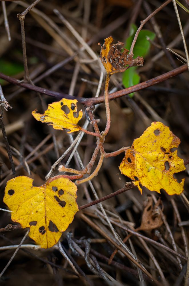hollow yellow leaves