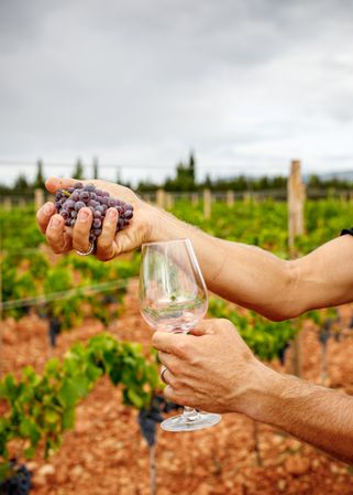 Male wringing grape on meadow