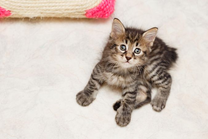 Cute small fluffy cat looking up at camera from cream carpet