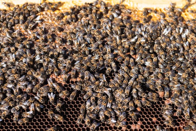 Bees on honeycomb in apiary