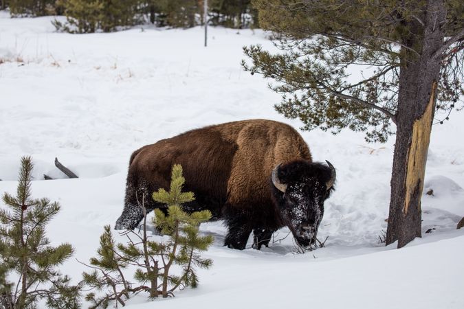 An American bison in the snow at Yellowstone National Park