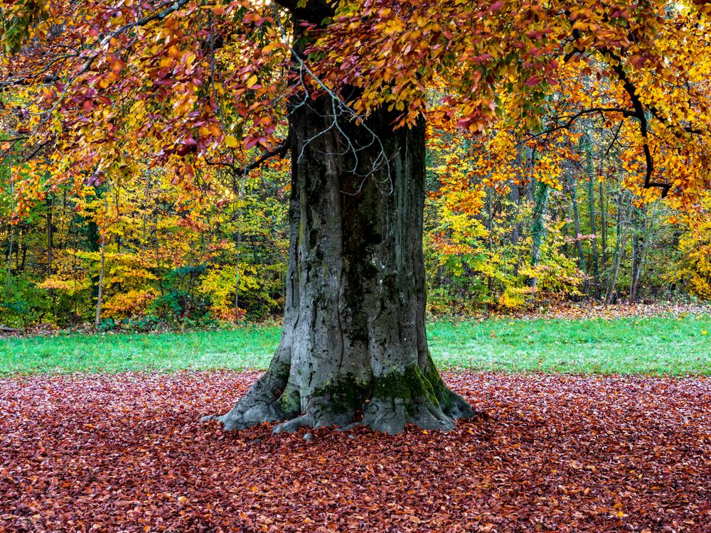 Bright autumn colors in the Vosges mountains. Alsace.