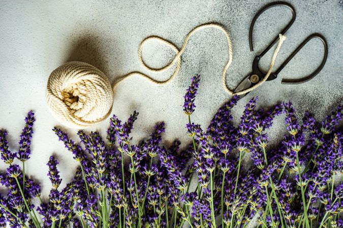 Top view of lavender flowers on counter with string and shears