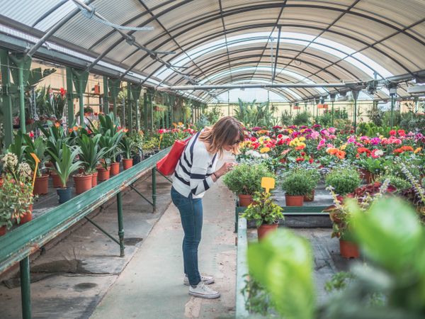 Female choosing plants for garden on flower market