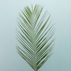 Palm leaf on blue background