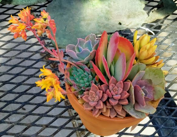Succulents in a pot on a table, top view