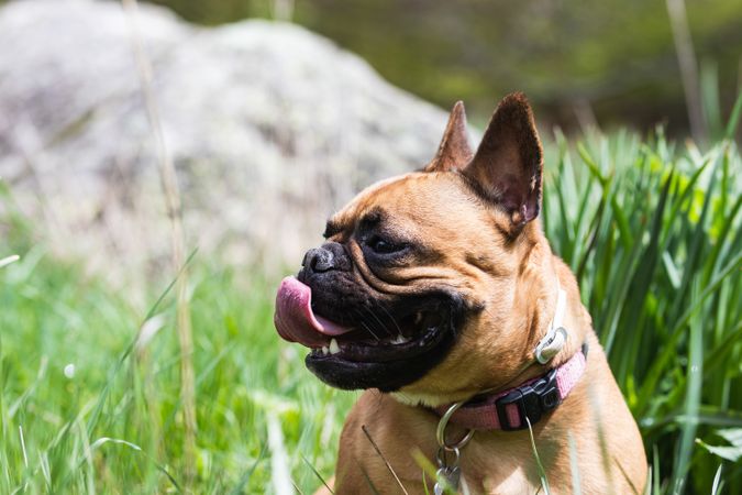 Cute French Bulldog sitting on grass in summer